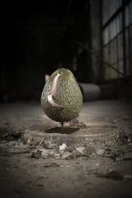 AVOCADO V2